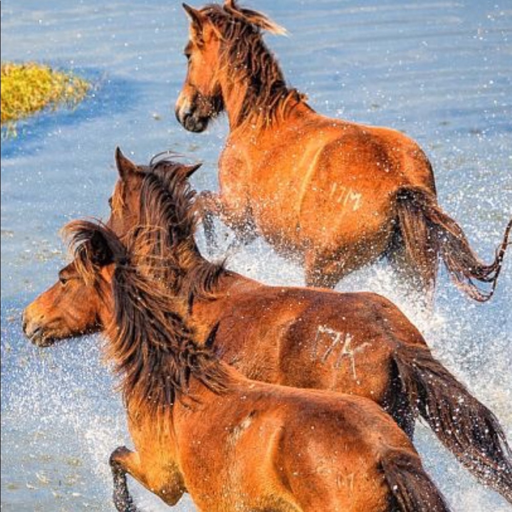 Meet your Posher, Amy